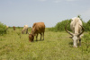 Cattle grazing, South Sudan